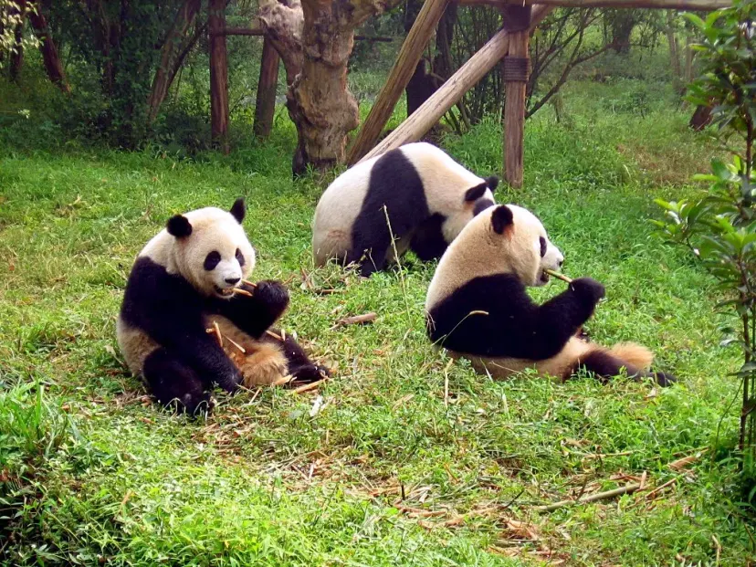 Chengdu travel photo