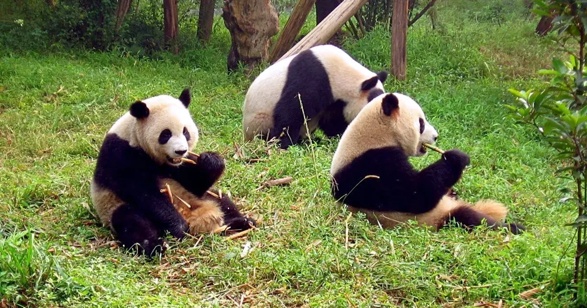 Sichuan Giant Panda Sanctuaries
