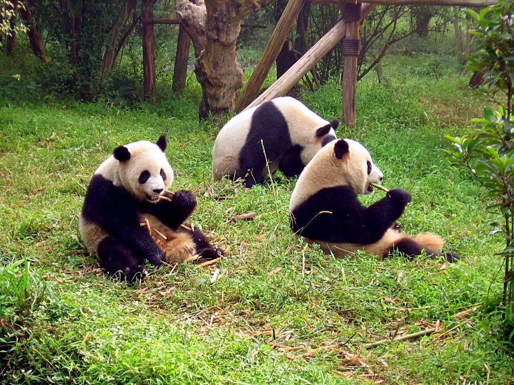Chengdu Research Base of Giant Panda Breeding