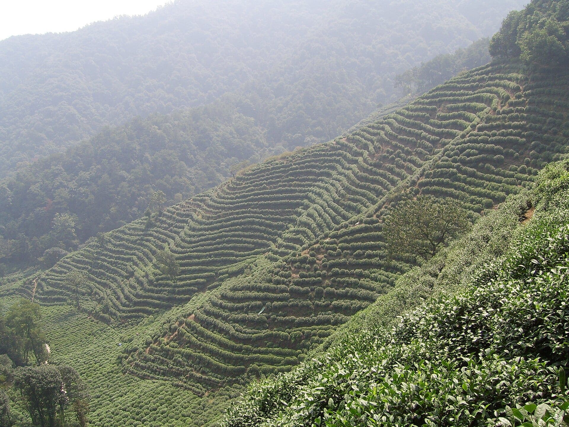 Longjing Tea Plantations (Dragon Well)