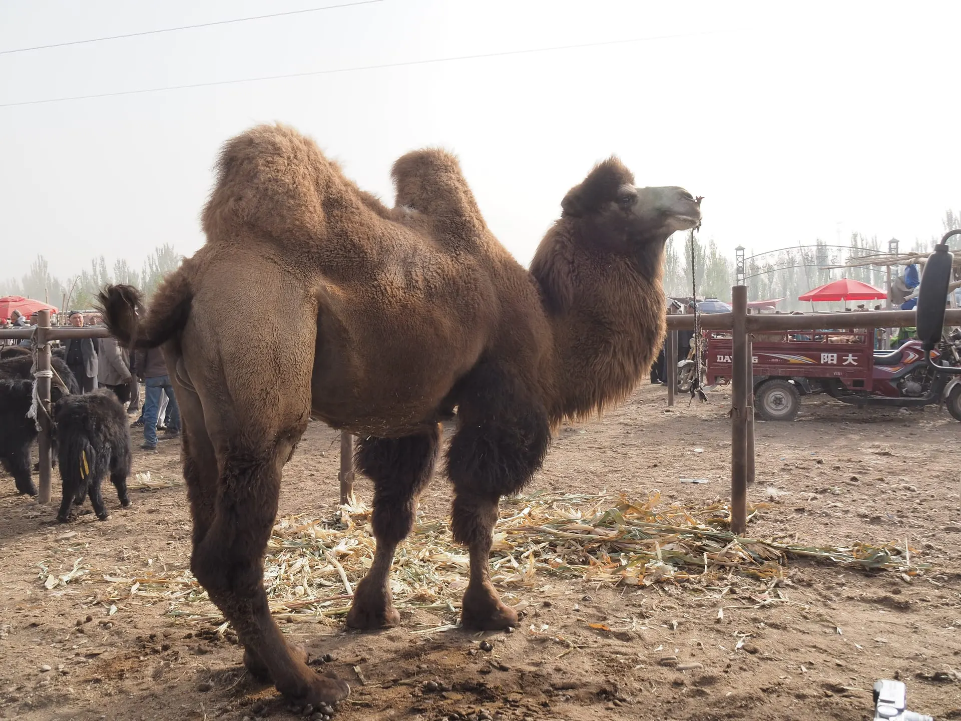 Sunday Livestock Bazaar (喀什星期天巴扎, Xīngqītiān Bāzhā)