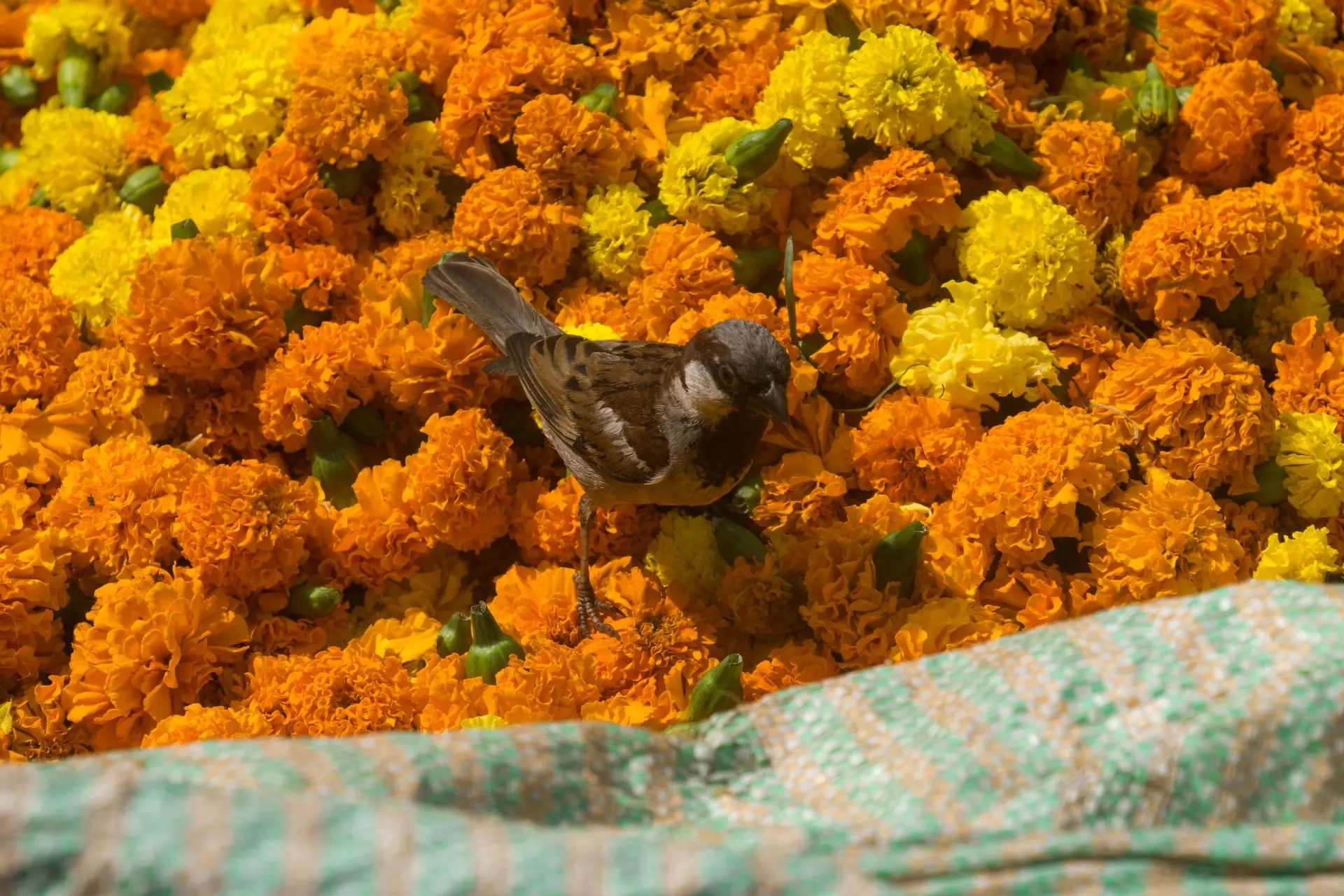 Flower and Bird Market (花鸟市场, Huāniǎo Shìchǎng)