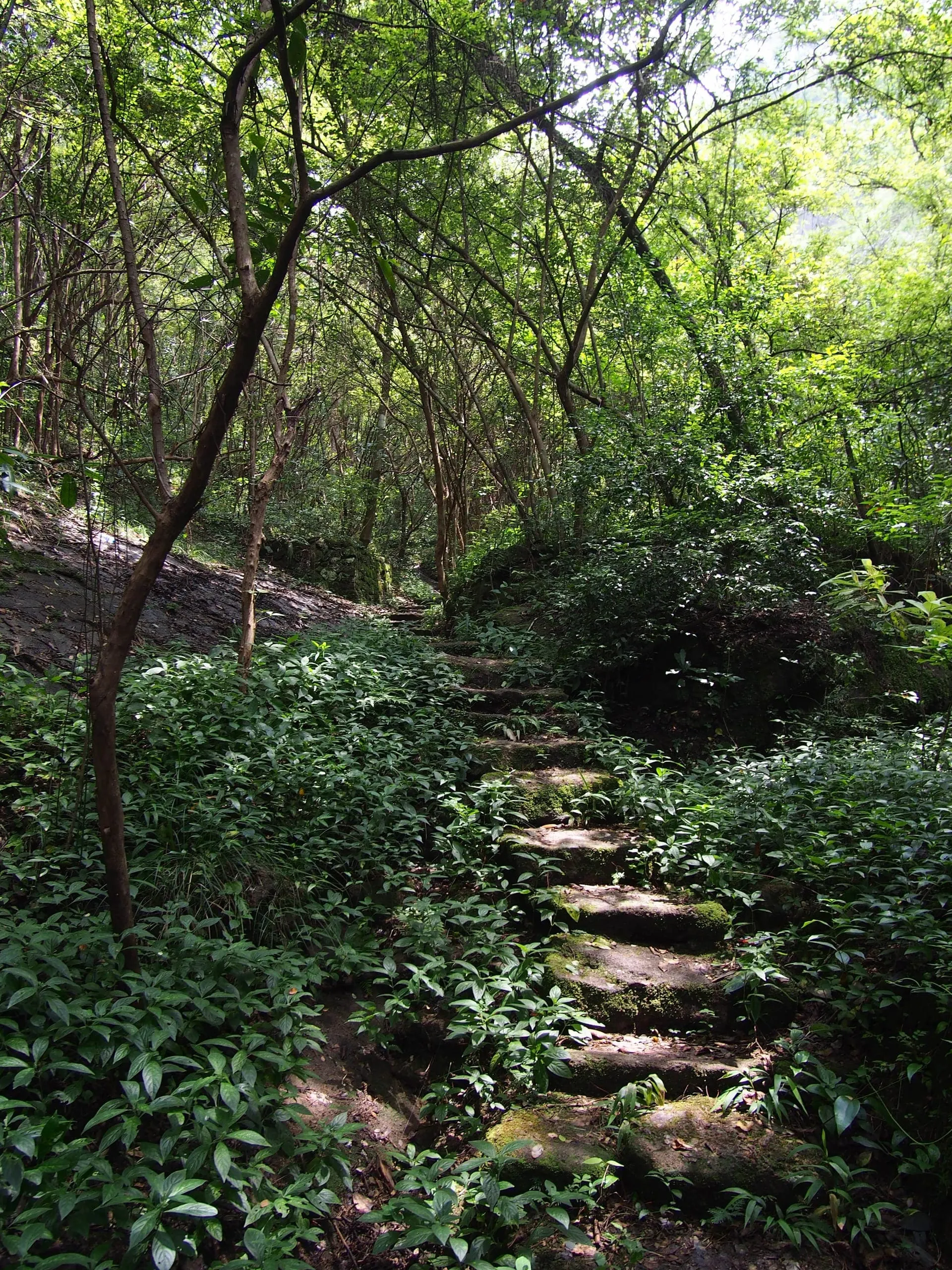 Da Hong Pao Tea Trees (大红袍母树, Dà Hóng Páo Mǔ Shù)