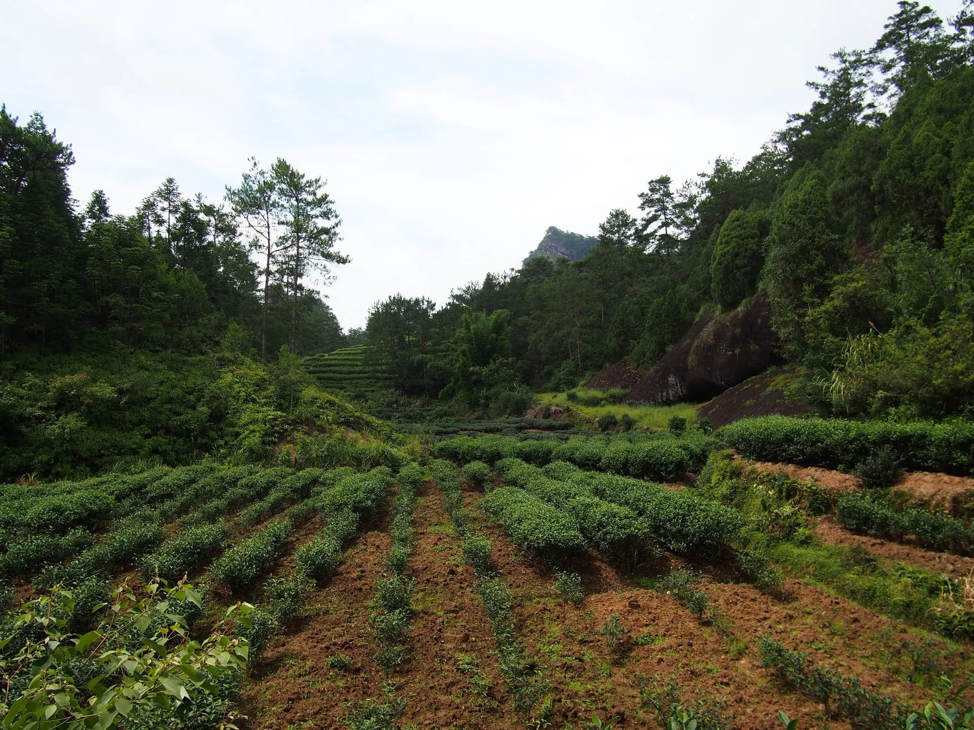Wuyishan Tea Museum (武夷山茶博物馆, Wǔyí Shān Chá Bówùguǎn)