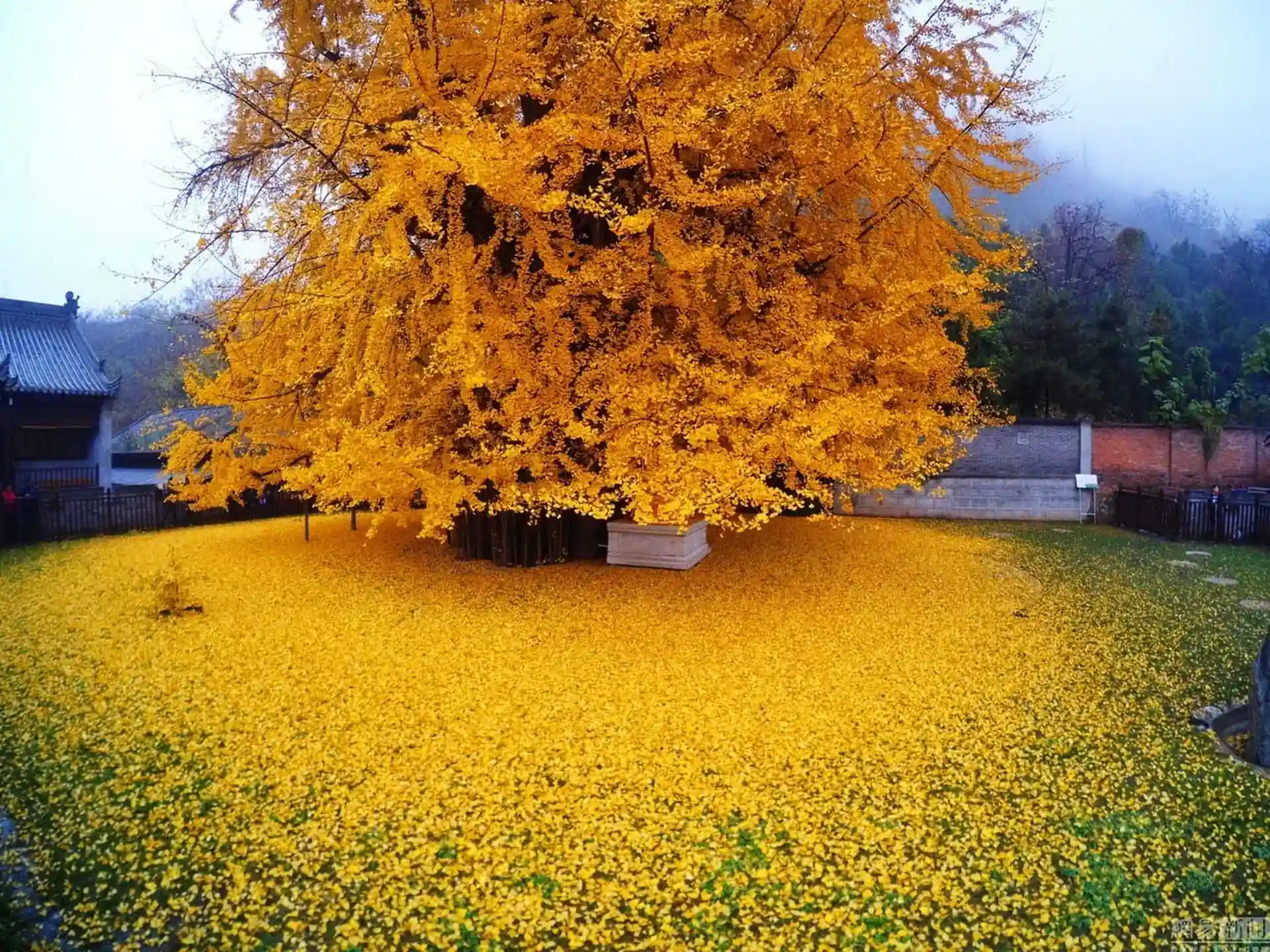 Baojia Garden
