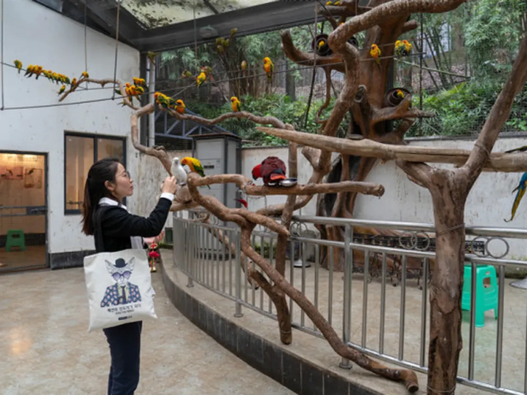 Chongqing Zoo