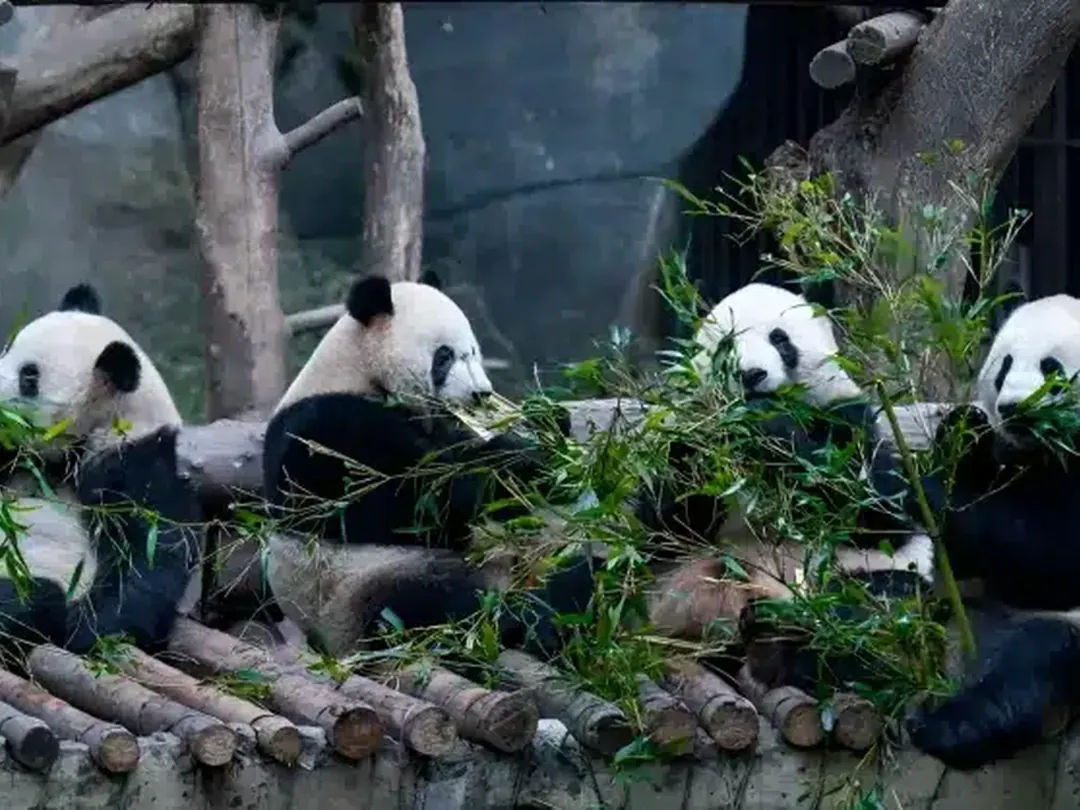 Chongqing Zoo