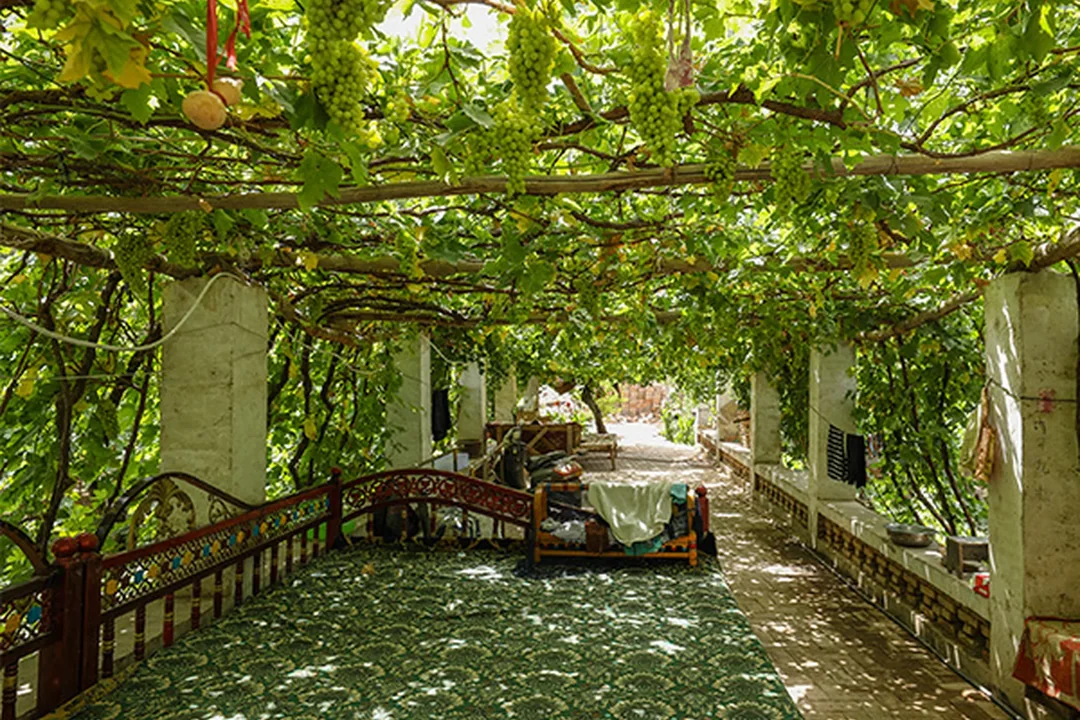 Grape Valley