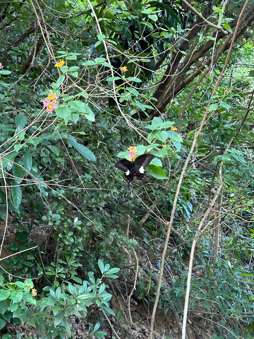 Hepeng Cove (Butterfly Valley)