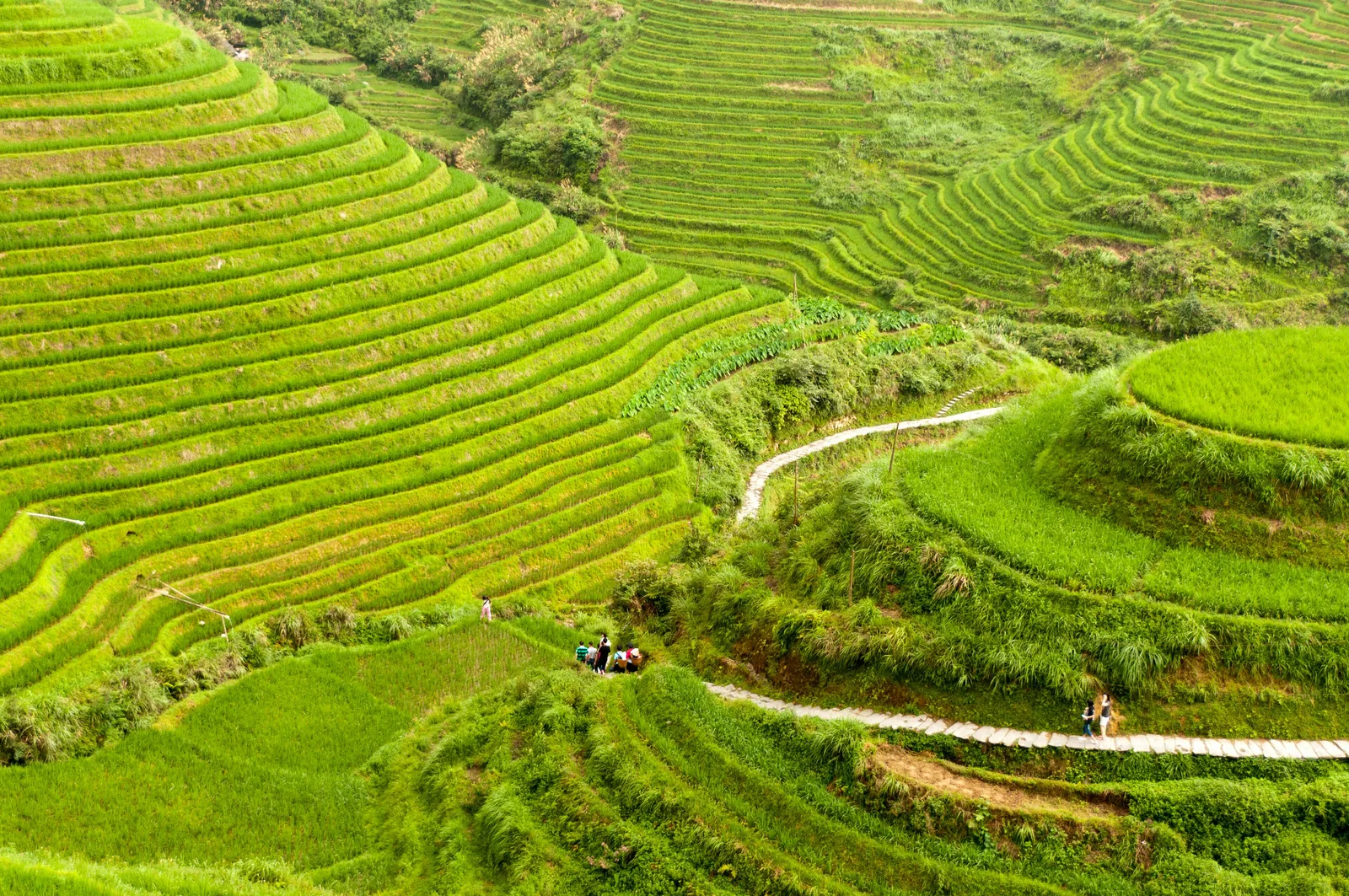 Longji Rice Terraces (Dragon's Backbone)