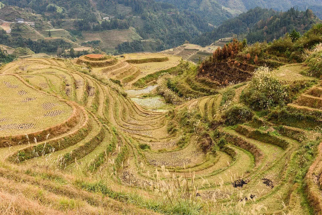 龙脊梯田