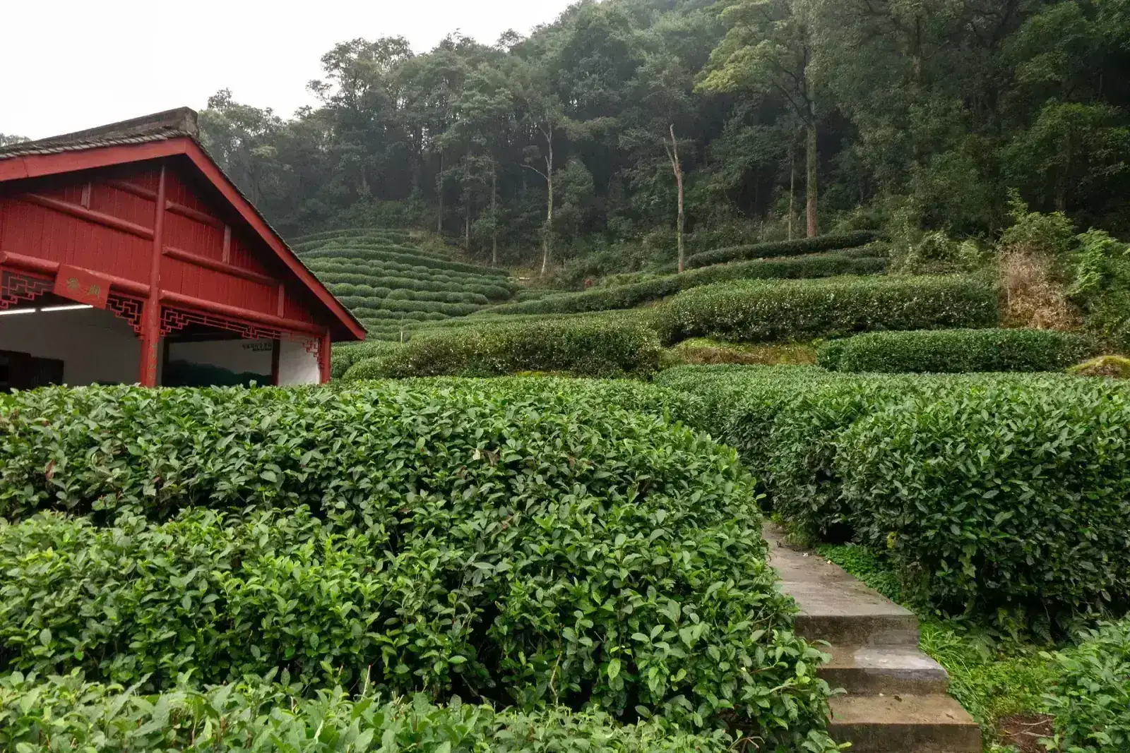 Longjing tea terraces beside a red-timber farmhouse in Hangzhou