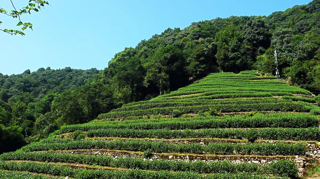 Longjing Tea Plantation