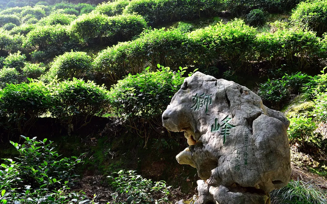 Longjing Tea Plantation