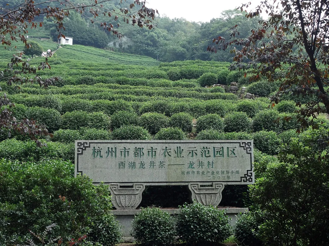 Longjing Tea Plantation