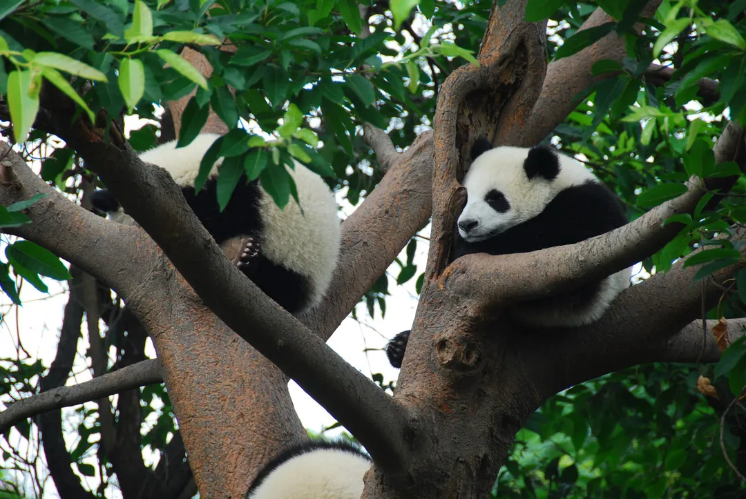 Chengdu Research Base of Giant Panda Breeding