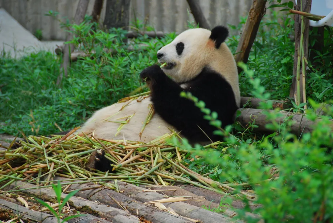 Chengdu Research Base of Giant Panda Breeding