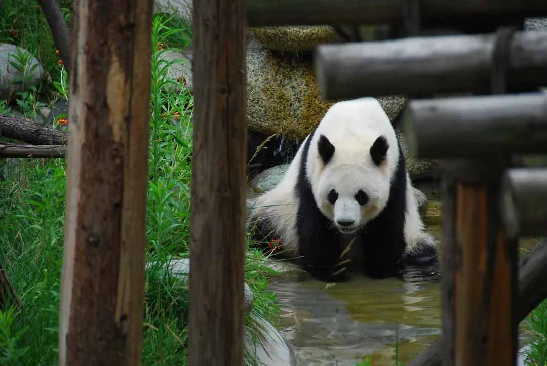 Chengdu Research Base of Giant Panda Breeding