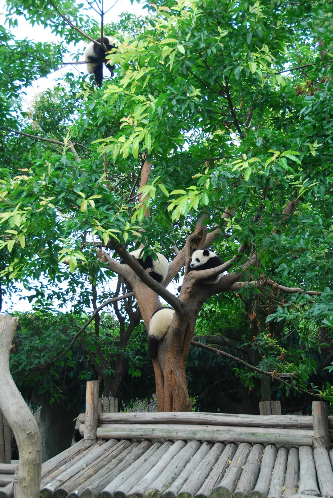 Chengdu Research Base of Giant Panda Breeding