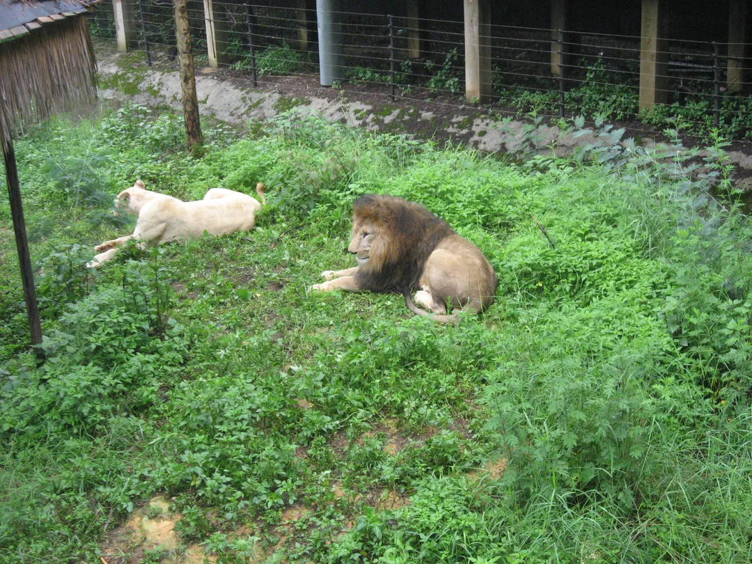 Shenzhen Safari Park