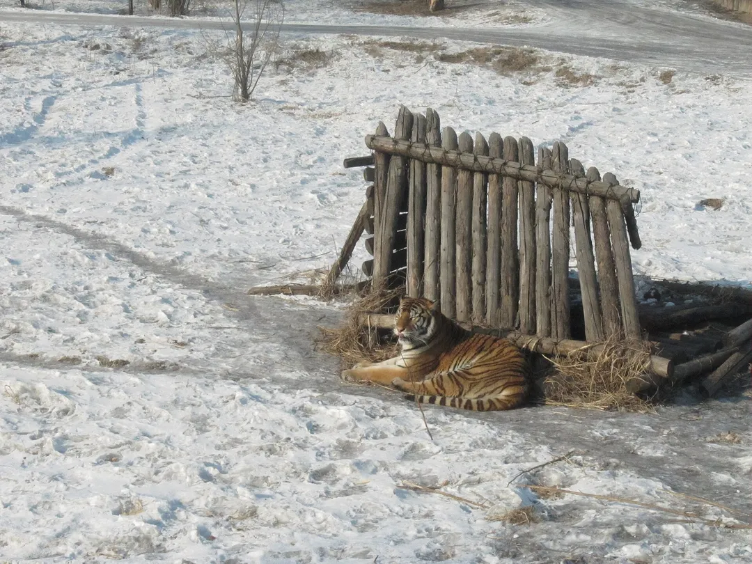 Siberian Tiger Park