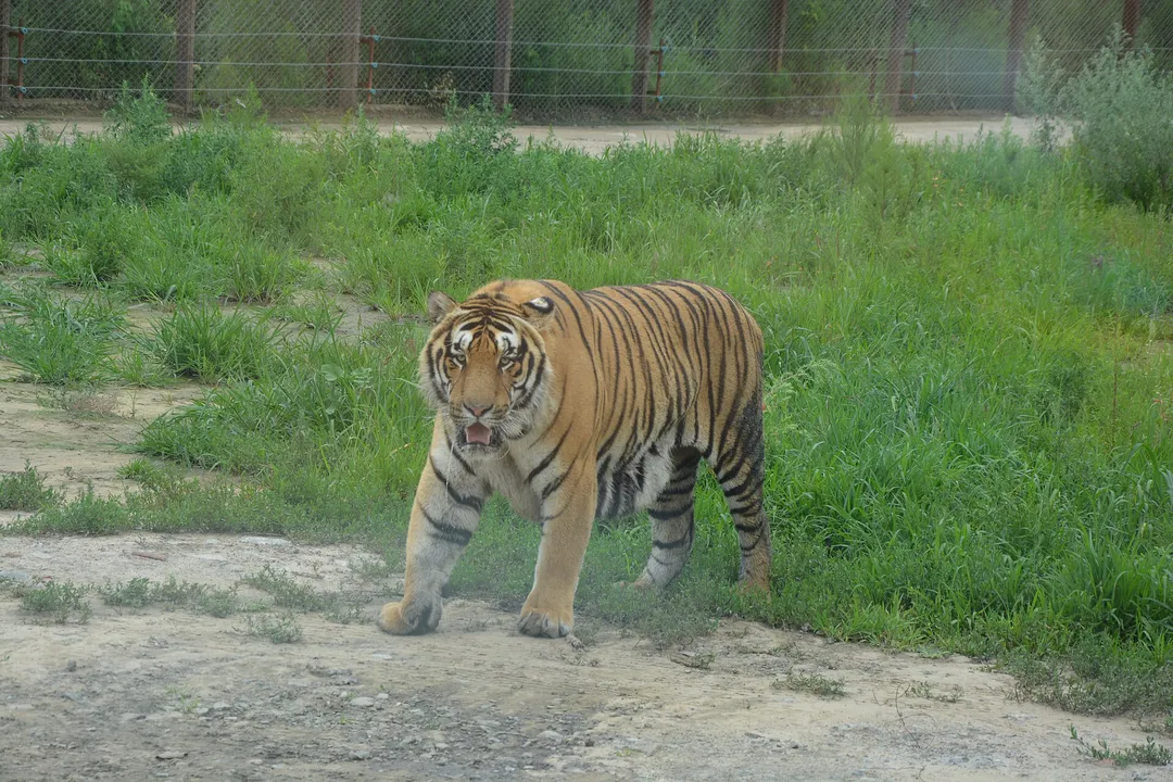 Siberian Tiger Park