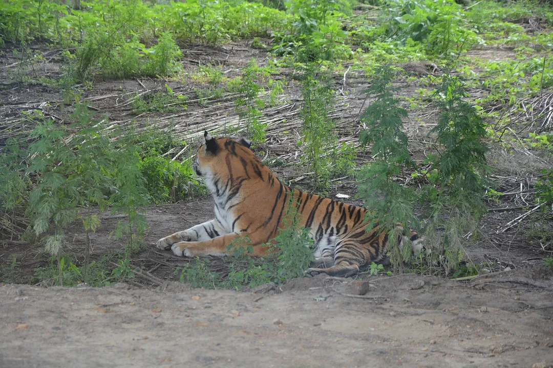 Siberian Tiger Park