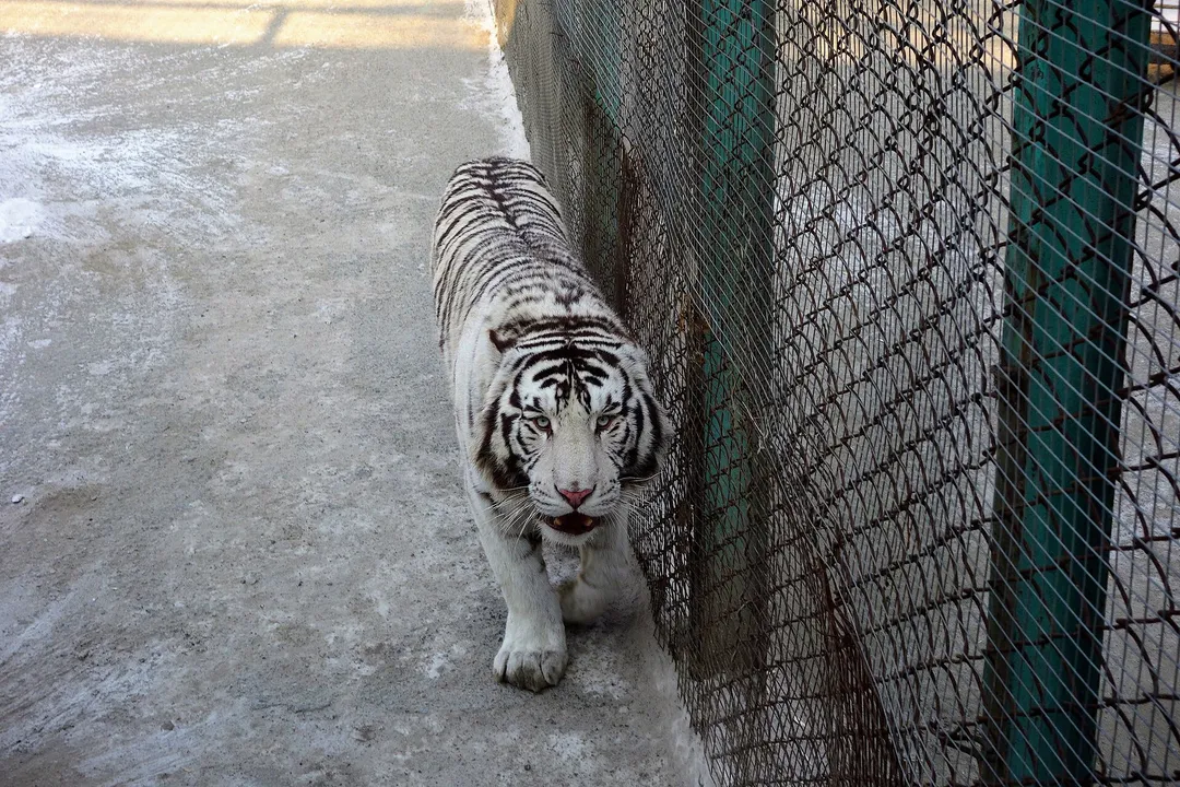 Siberian Tiger Park