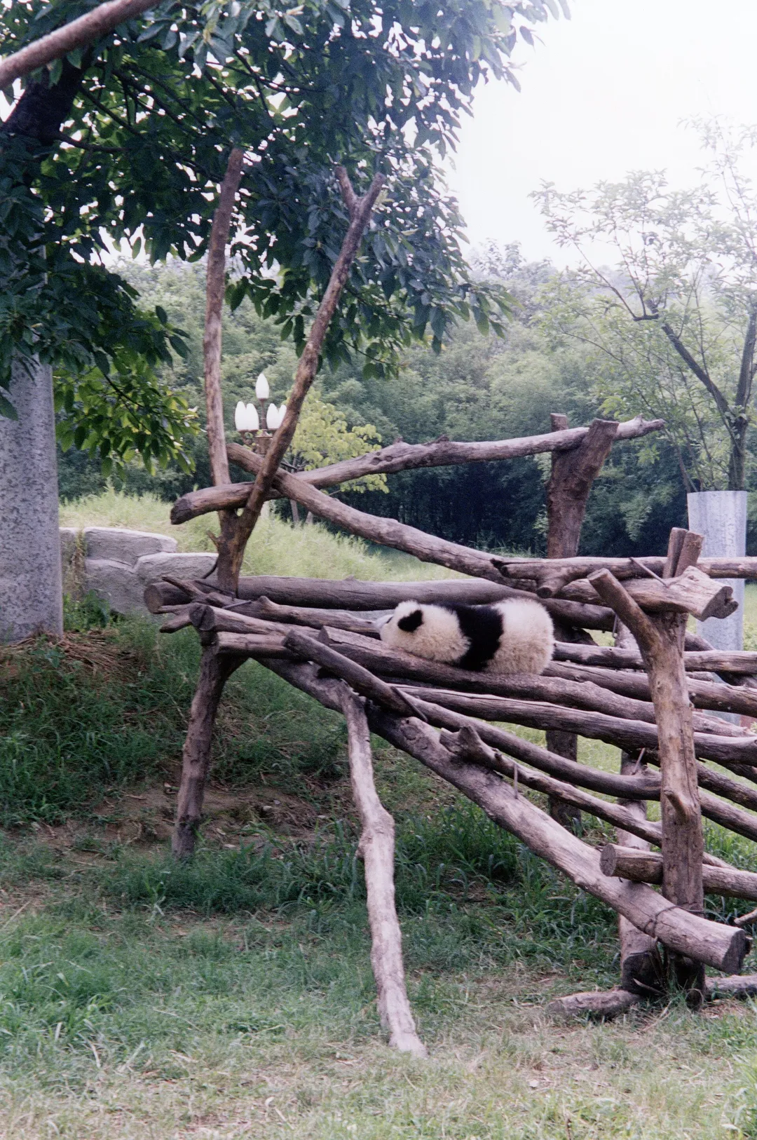 Wolong Panda Reserve