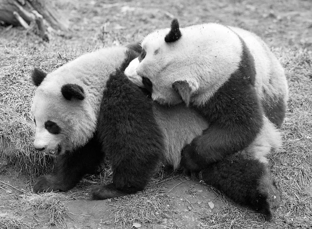 Wolong Panda Reserve