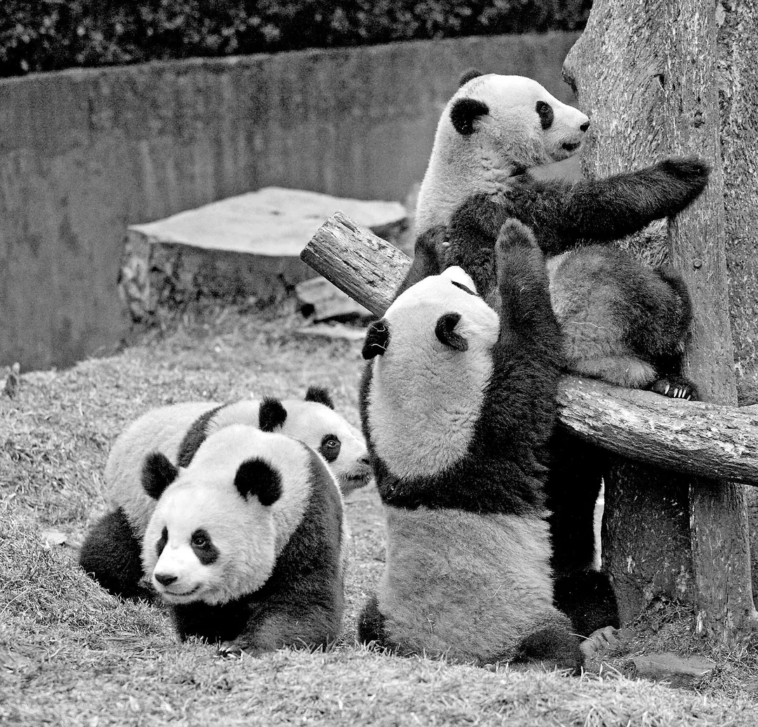 Wolong Panda Reserve