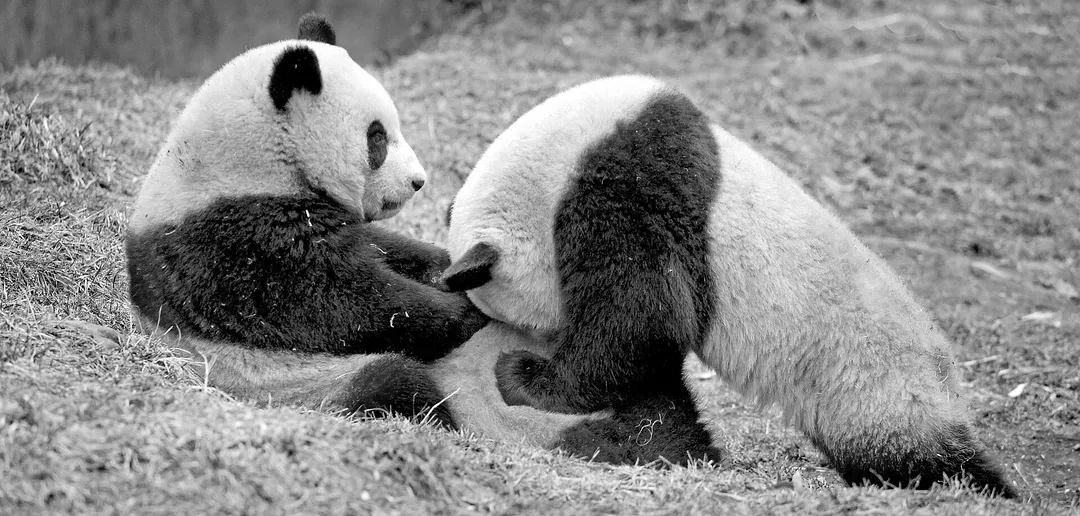 Wolong Giant Panda Nature Reserve