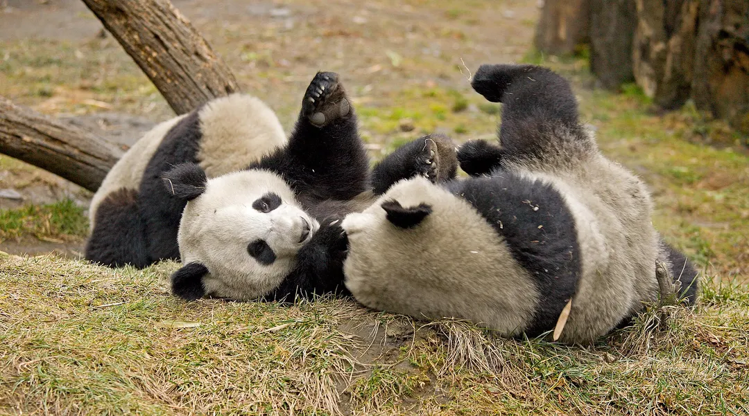 Wolong Giant Panda Nature Reserve