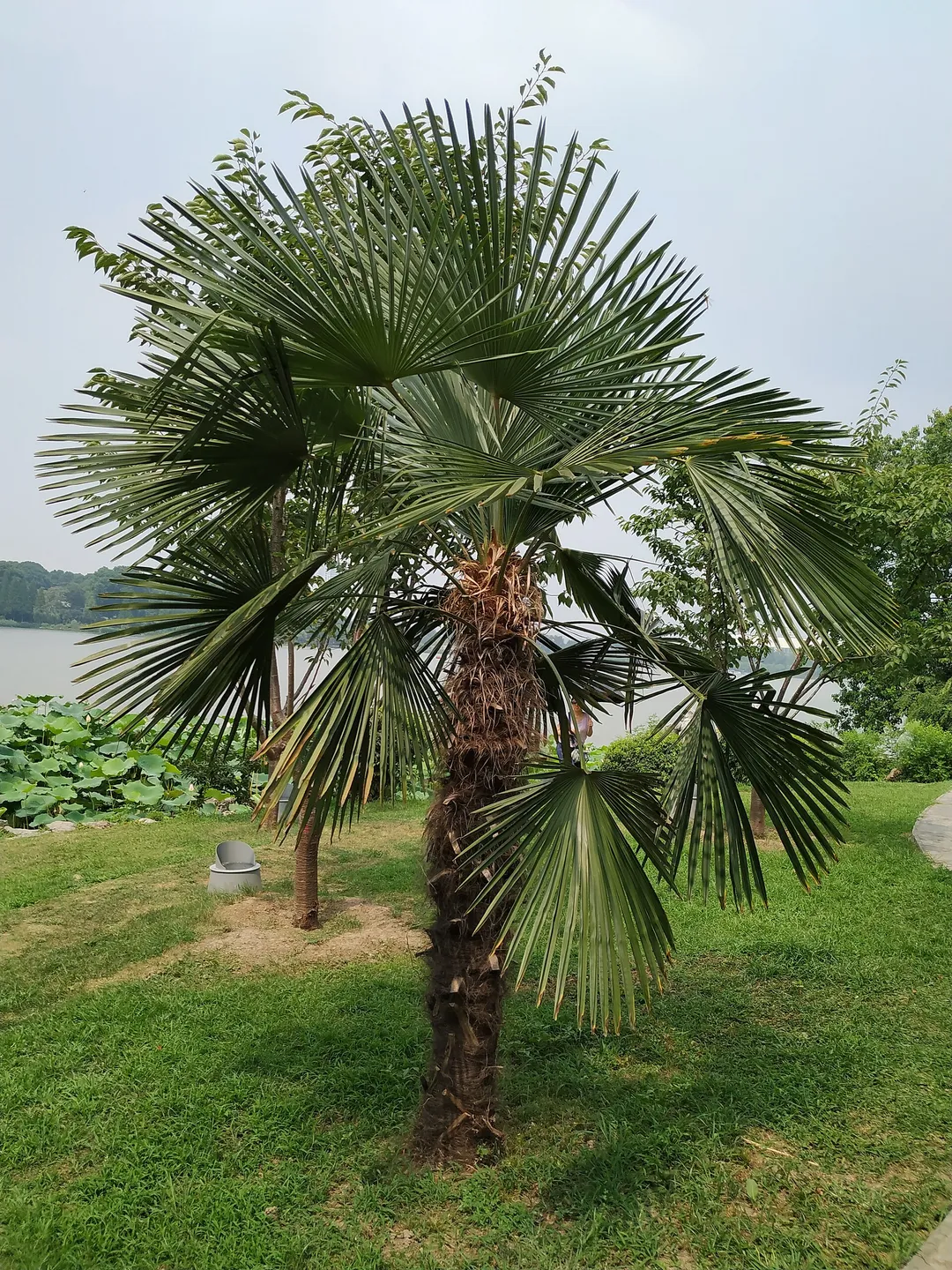 玄武湖公园