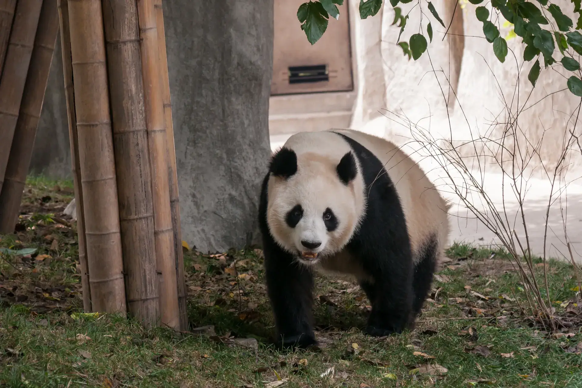 Giant panda walking through bamboo, Chengdu
