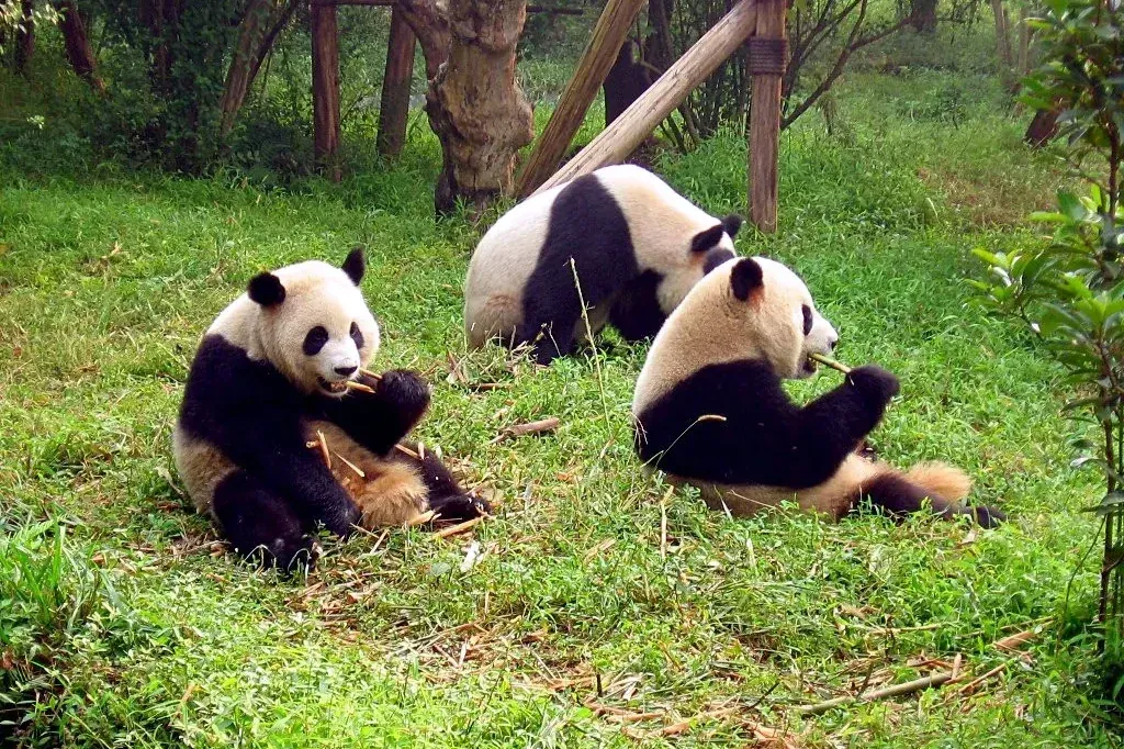 Giant pandas eating bamboo at Chengdu Panda Base