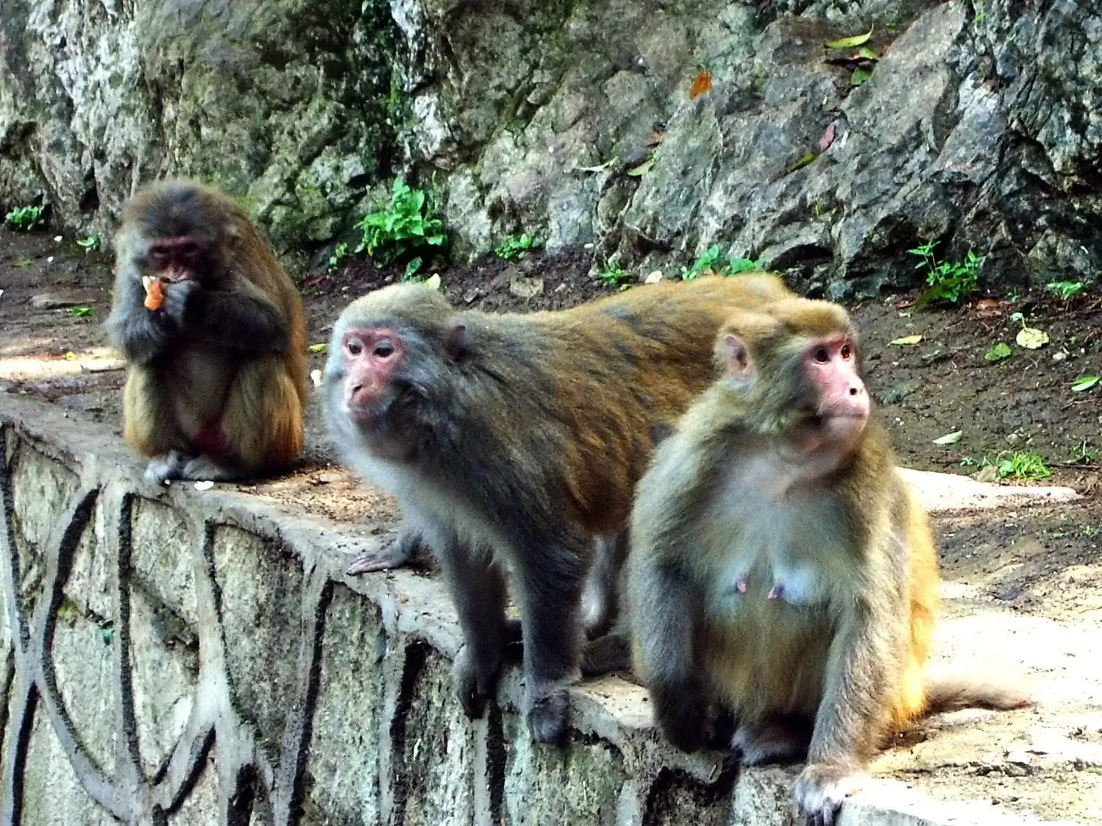 Guizhou (versión ampliada)