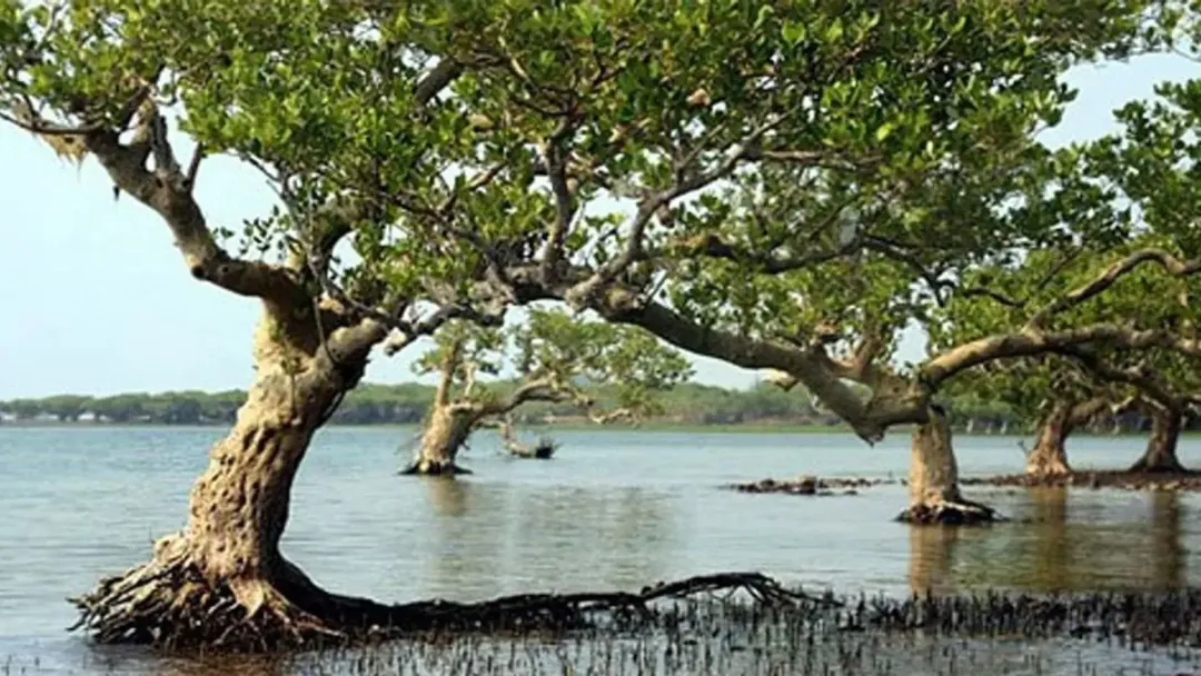 Mangrove trees standing in shallow coastal water, their tangled roots at the tide line