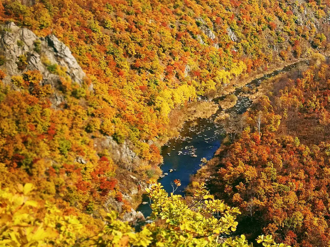 Vista otoñal del Gran Cañón de Jinhe: un río serpentea entre laderas boscosas en pleno color otoñal, con rocas en la orilla izquierda