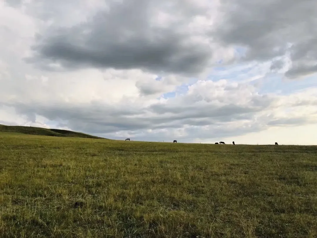 Horses grazing on the Inner Mongolian steppe under a heavy moving sky