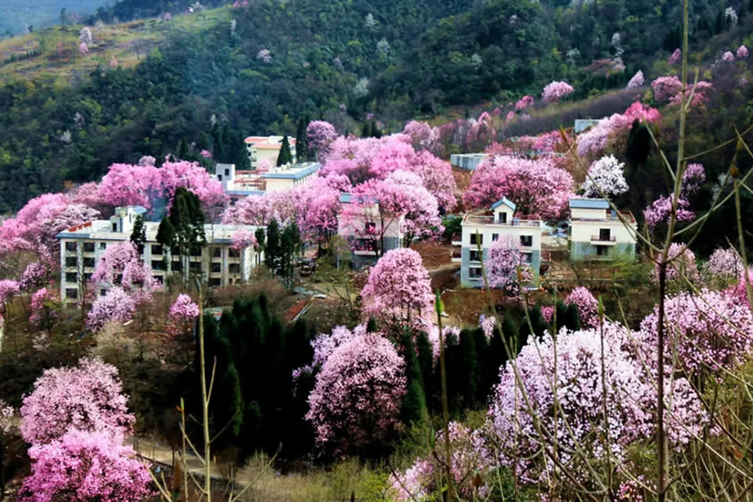 mianyang