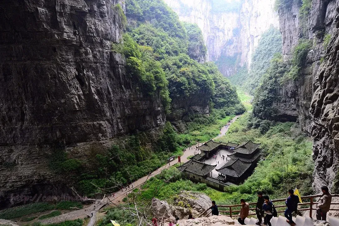 wulong