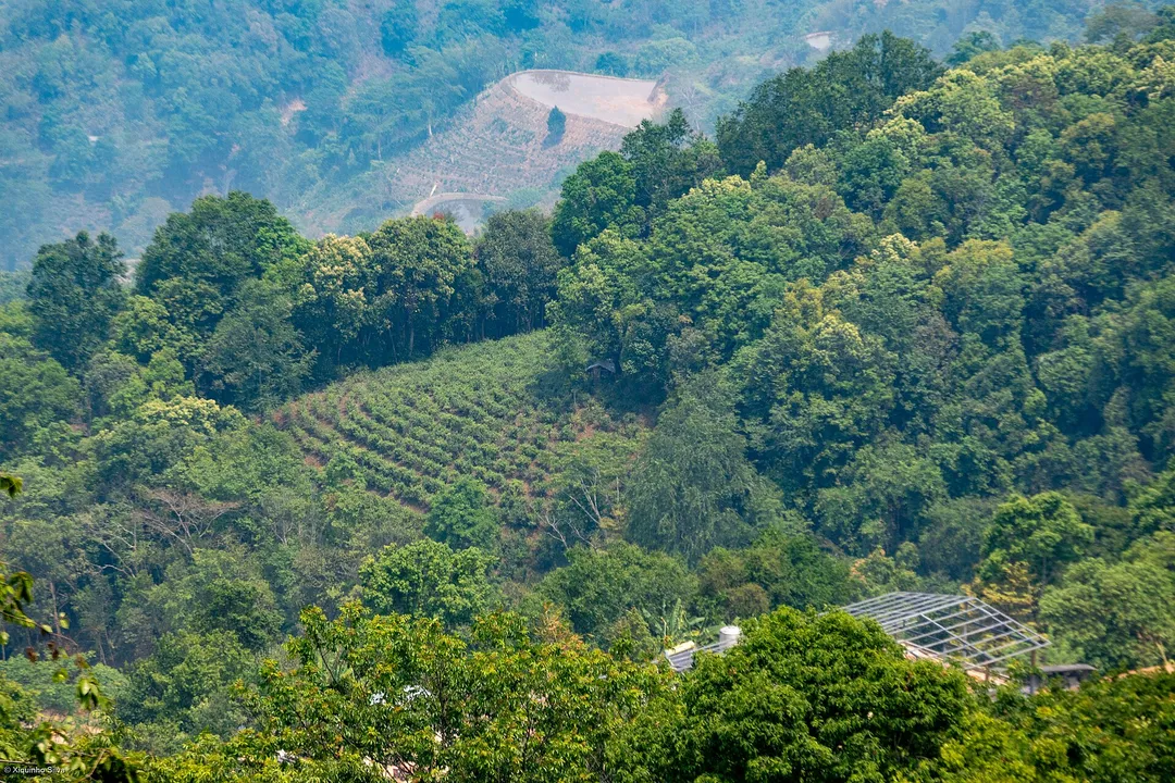 Bosques de té antiguos de la montaña Jingmai, en Pu'er