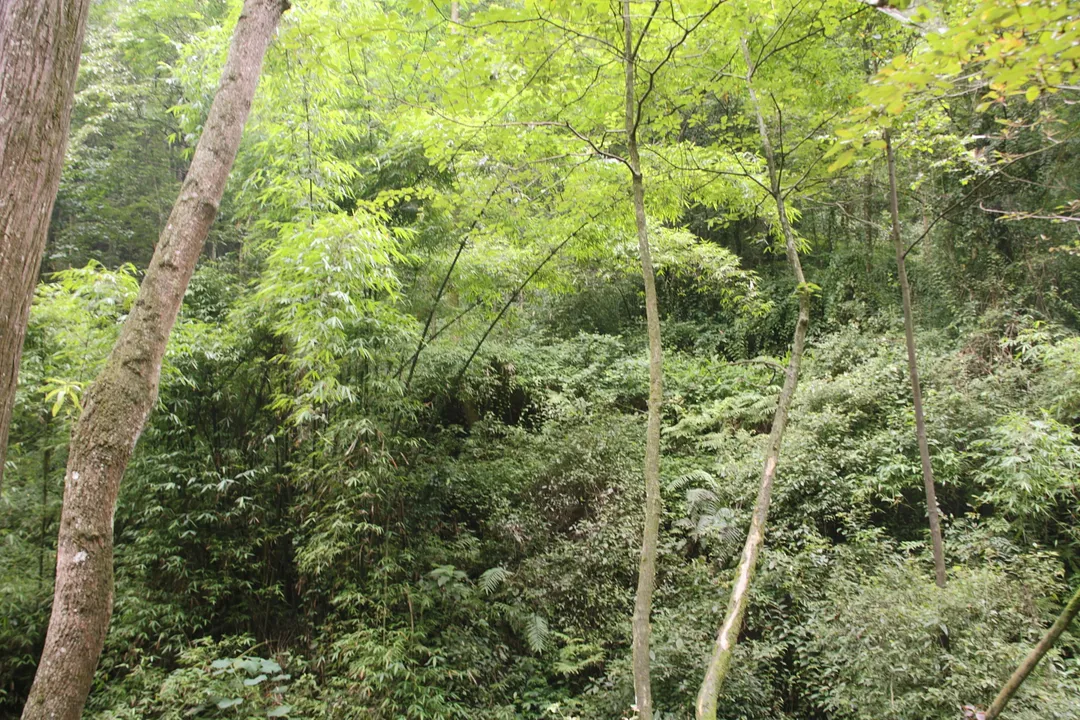 Mount Qingcheng and the Dujiangyan Irrigation System