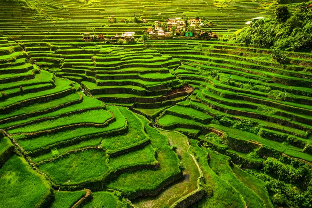필리핀