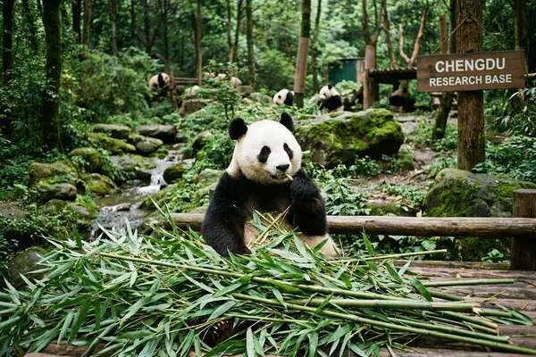 Chengdu Research Base of Giant Panda Breeding travel photo